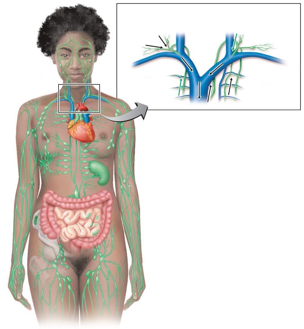 Figure 16.5 The lymphatic system.