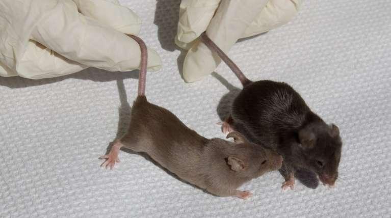 PKU mice are smaller