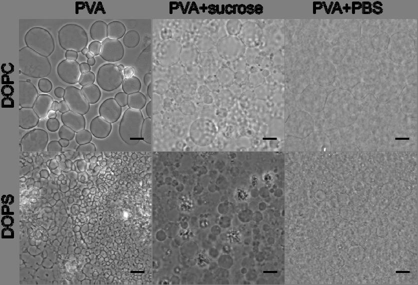 Fig. S8: Phase contrast images of GUVs formed from DOPC and DOPS by PVA swelling. Left column: growth on pure PVA gel.