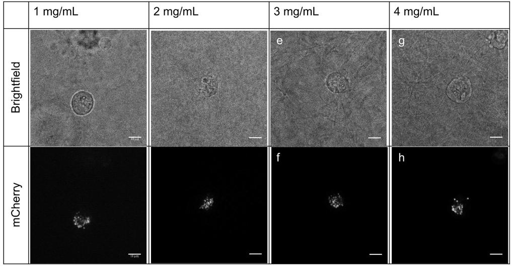 Supplemental Figure S2. Images of untreated cells and corresponding mitochondria in 1-4 mg/ml collagen.