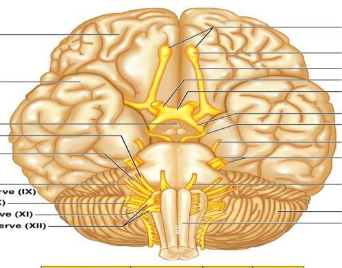 Brain Stem Structures Midbrain Also called the Mesencephalon Middle Brain Connects cerebrum with brain stem Pons Name means Bridge Myelinated axons Connect midbrain to medulla Looks like a Big Butt