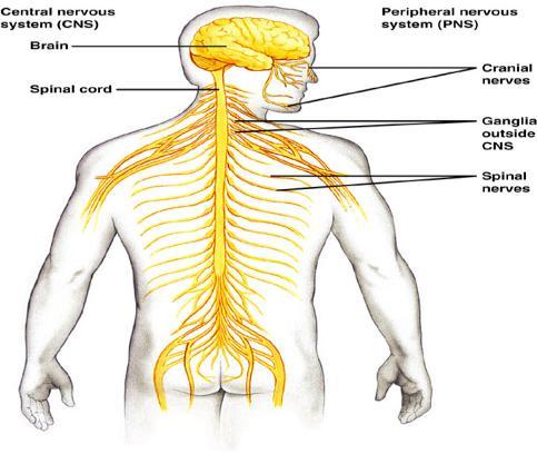 Peripheral Nervous System Anatomical Division 1.