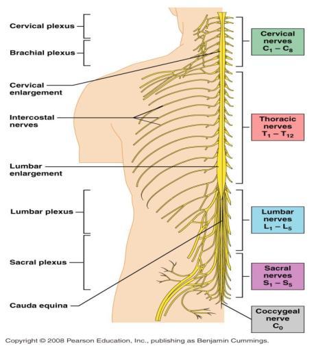 Plexuses Complex network of nerves Sensory & Motor Fibers Go to Skin &