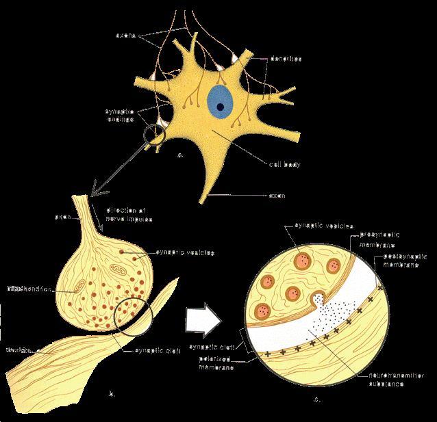 Synapses Space in between neighboring neurons.