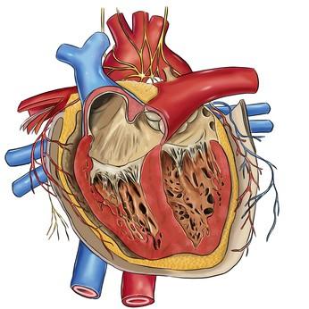 Section 3 The Cardiovascular System Section A Diagram Please label the following diagram of the