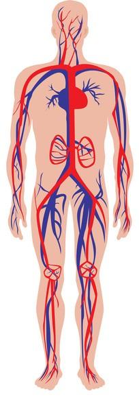 Section 3 The Blood Vessels Section A Diagram Please label the following
