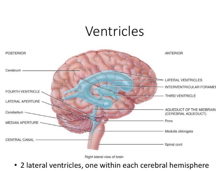 ventricles, one within each cerebral