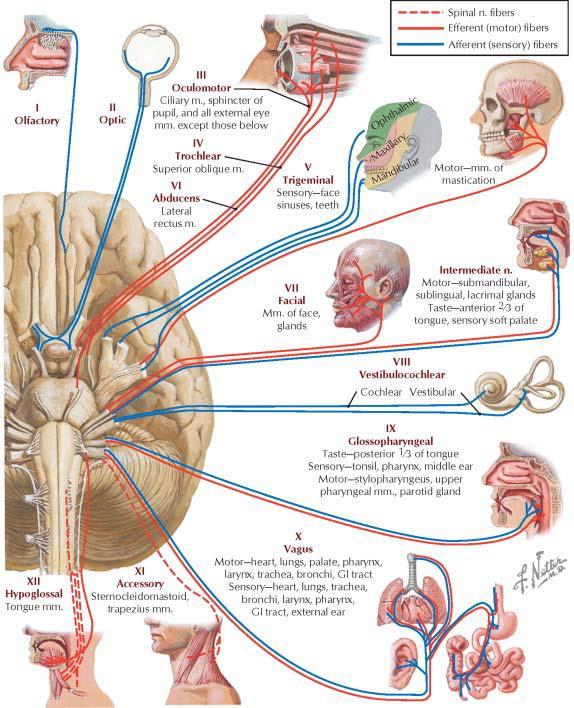 Cranial Nerves Ganglia Vs.