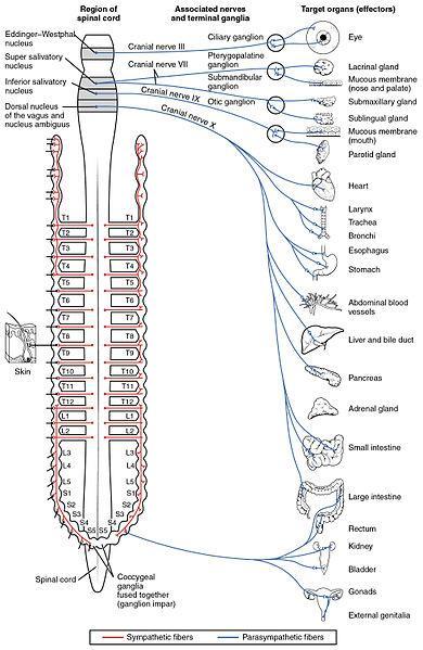 Lemniscus is a bundle of nerve fibers of