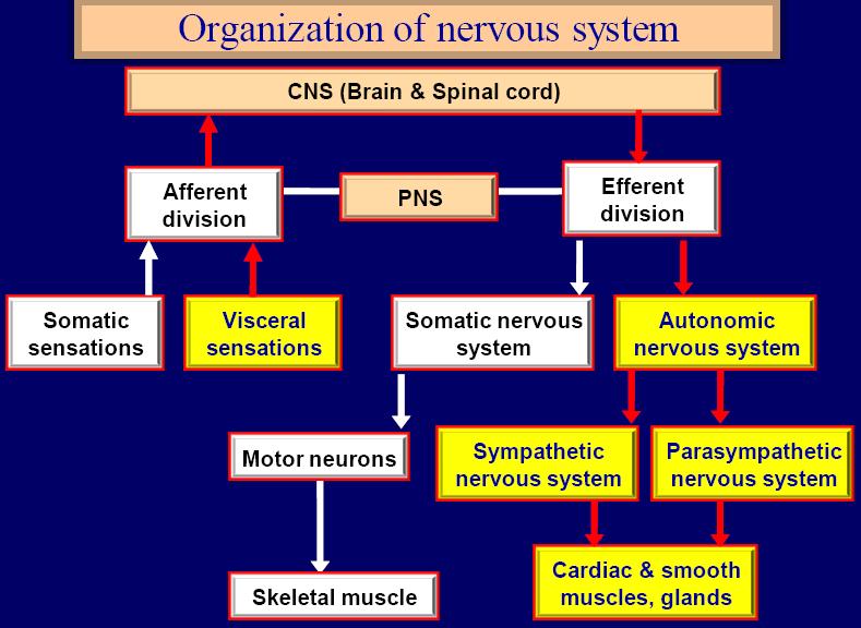 Subdivisions of the PNS Somatic (voluntary) nervous system (SNS) neurons from cutaneous and special sensory receptors to the CNS motor neurons to skeletal muscle tissue Autonomic (involuntary)