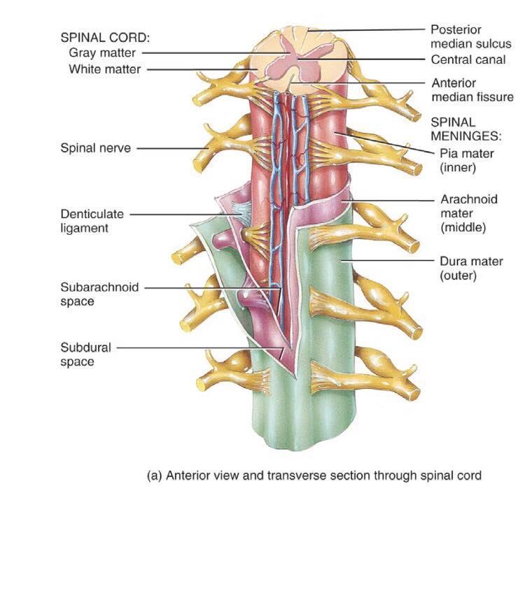 Structures Covering the Spinal Cord Bones (Vertebrae) Epidural space filled with fat : b/w vertebrae and dura mater and is absent in brain meninges which means the dura mater in the brain is directly