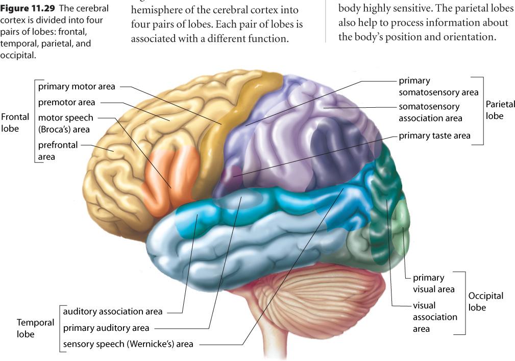 The cerebrum Corpus collosum the nerve tract that joins the two hemispheres.