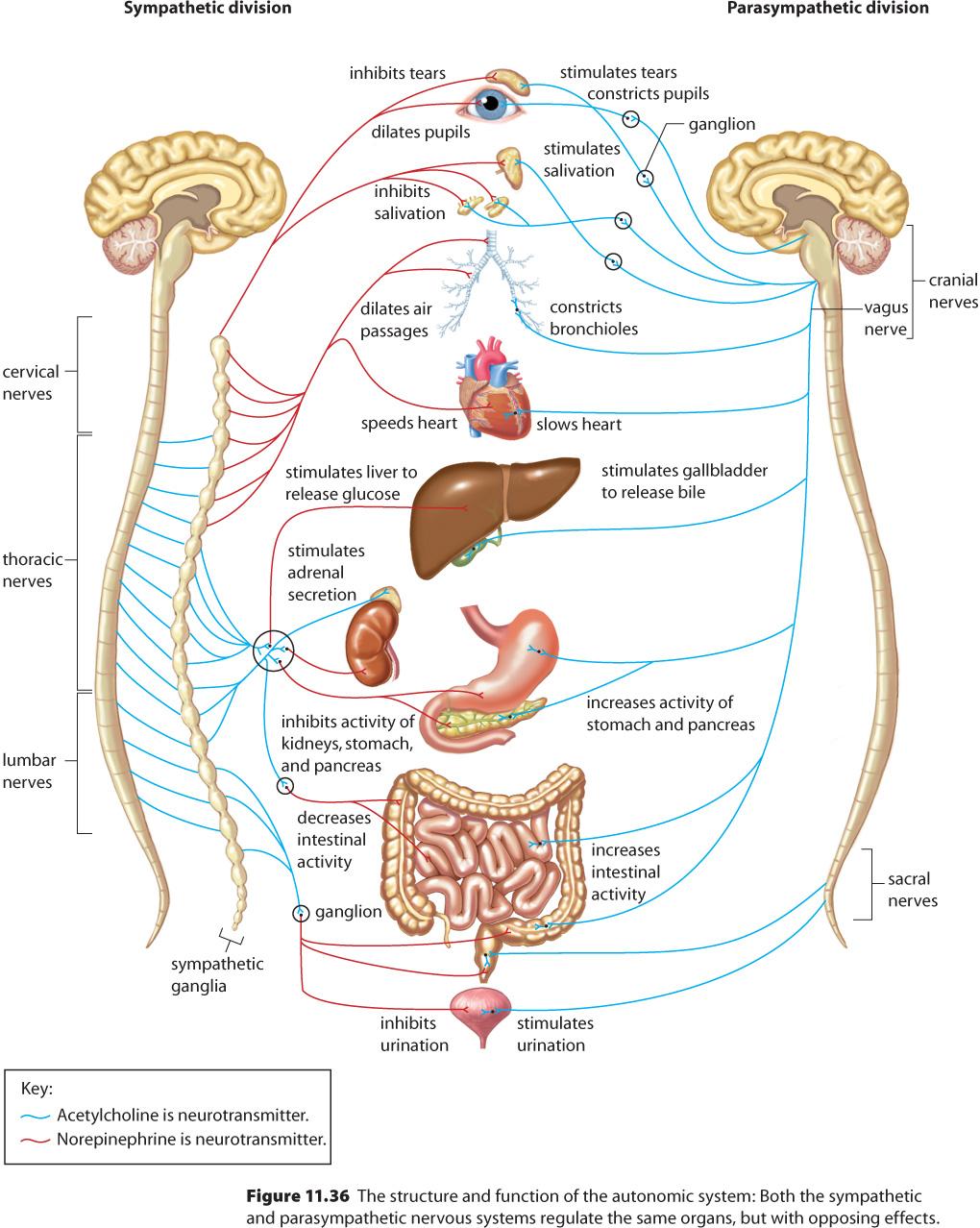 Autonomic nervous system Controls glandular secre6ons, the cardiac muscle and smooth muscles Controlled by the hypothalamus and medulla oblongata Comprises two opposing subsystems: sympathe6c and
