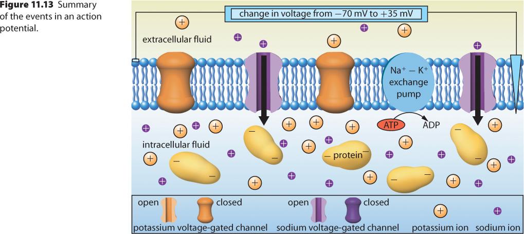 Membrane poten6al Sodium ions on the outside gives the extracellular surface a posi6ve charge Compara6vely fewer potassium ions combined with chlorine ions and nega6vely charged proteins gives the