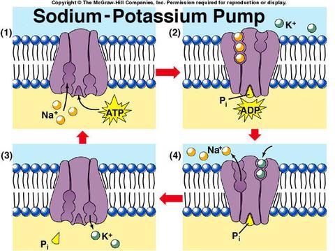 Potassium ions diffuse out Repolariza6on Membrane poten6al changes back Refractory period A^er the ini6al
