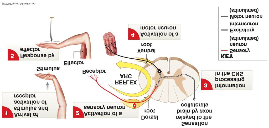 VI. Anatomy of a Reflex Arc 1. Receptor: detects/receives signal + Stimuli triggers Na channels to open if enough Na+ rushes in (threshold), An A.P. is Generated 2.