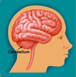 Anatomy of the Brain Cerebellum : at base of brain