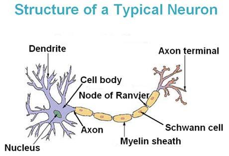 Anatomy of a Neuron Each neuron contains: Cell body : The central cell body is the largest part of a neuron and contains the neuron's nucleus.