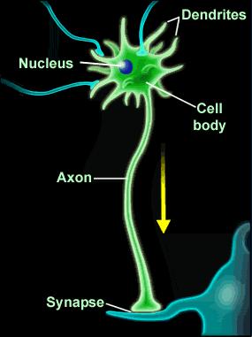 Anatomy of a Neuron Neurons do NOT touch; there is a gap between them called a