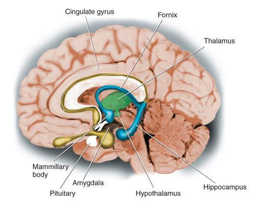 central : BRAIN Limbic system Located in the center of the brain Encircles the top of the brain stem.