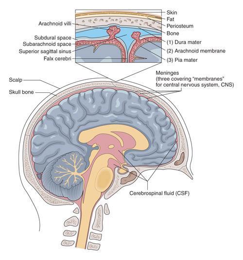 central : BRAIN Meninges tough fluid-containing membrane that surrounds the brain