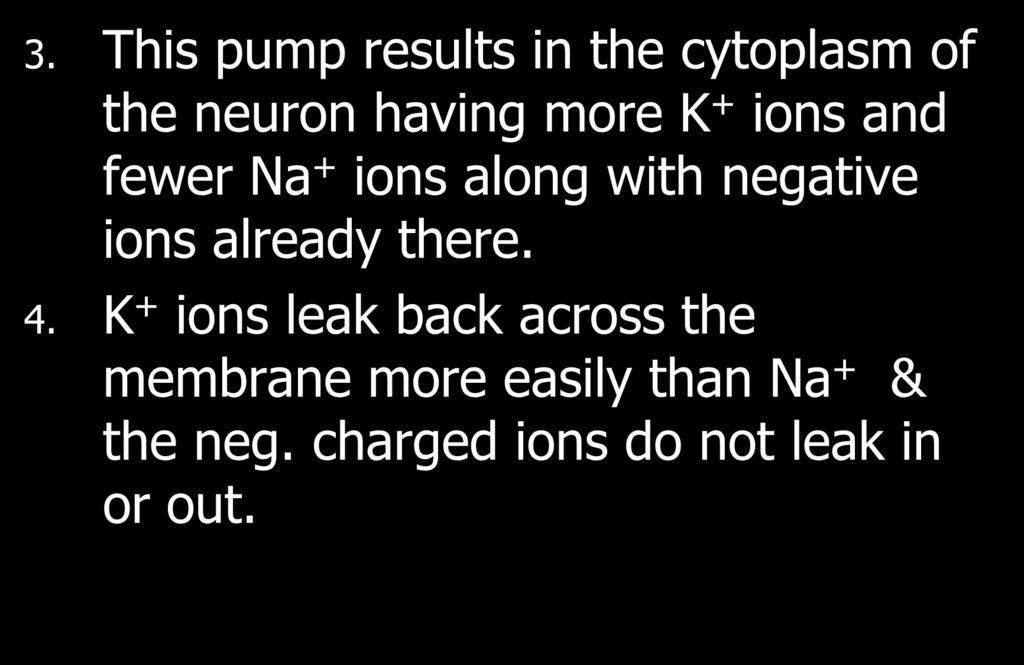 3. This pump results in the cytoplasm of the neuron having more K + ions and fewer Na + ions along with negative ions