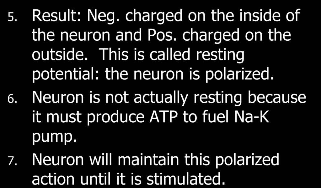 5. Result: Neg. charged on the inside of the neuron and Pos. charged on the outside. This is called resting potential: the neuron is polarized. 6.