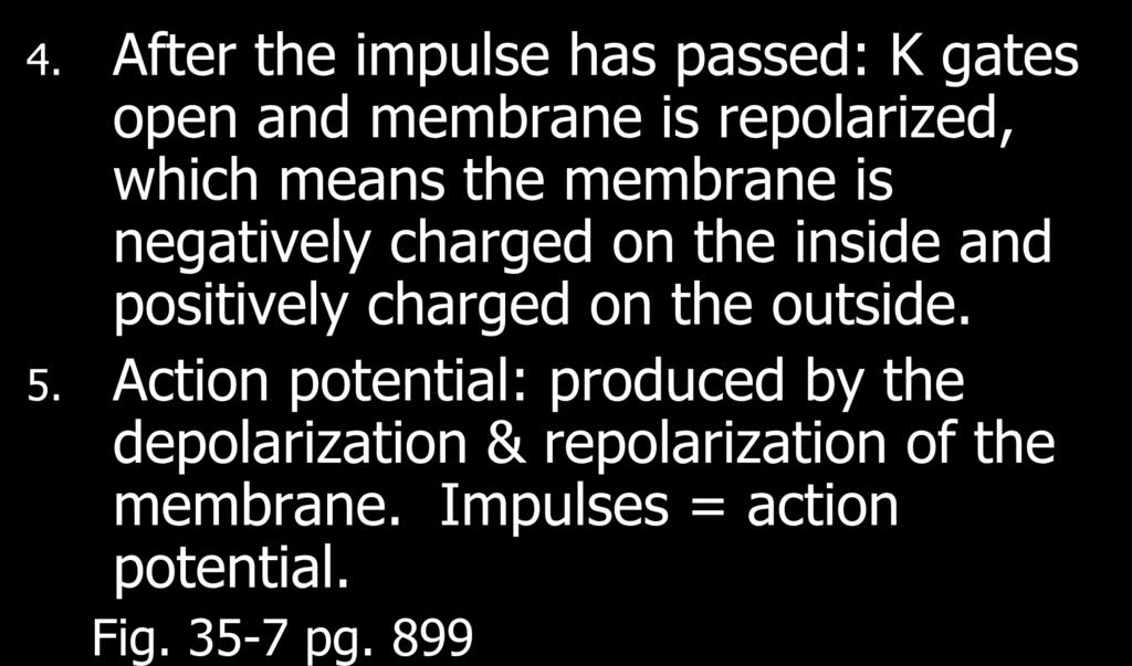 4. After the impulse has passed: K gates open and membrane is repolarized, which means the membrane is negatively charged on the inside and positively