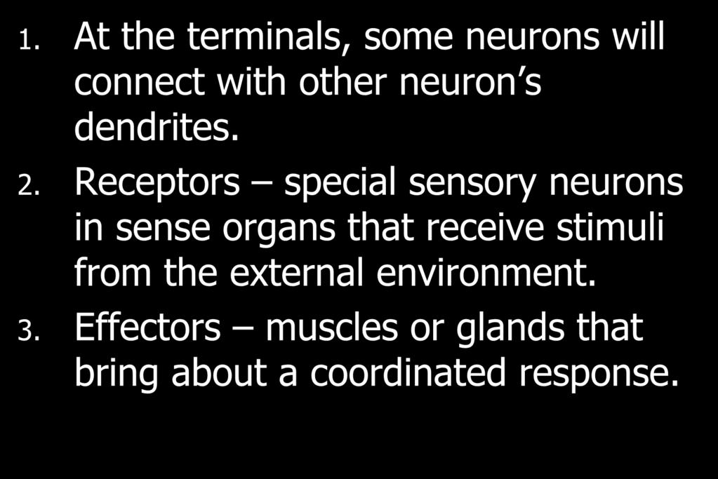 VII. The Synapse 1. At the terminals, some neurons will connect with other neuron s dendrites. 2.