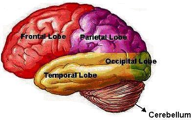 Located in the back of the skull.
