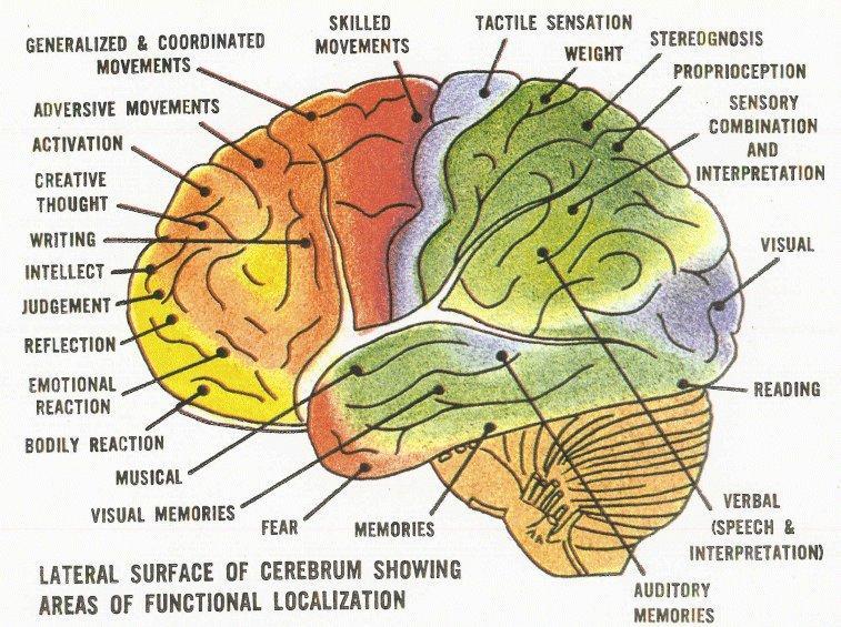 VIII. Functions of the Brain