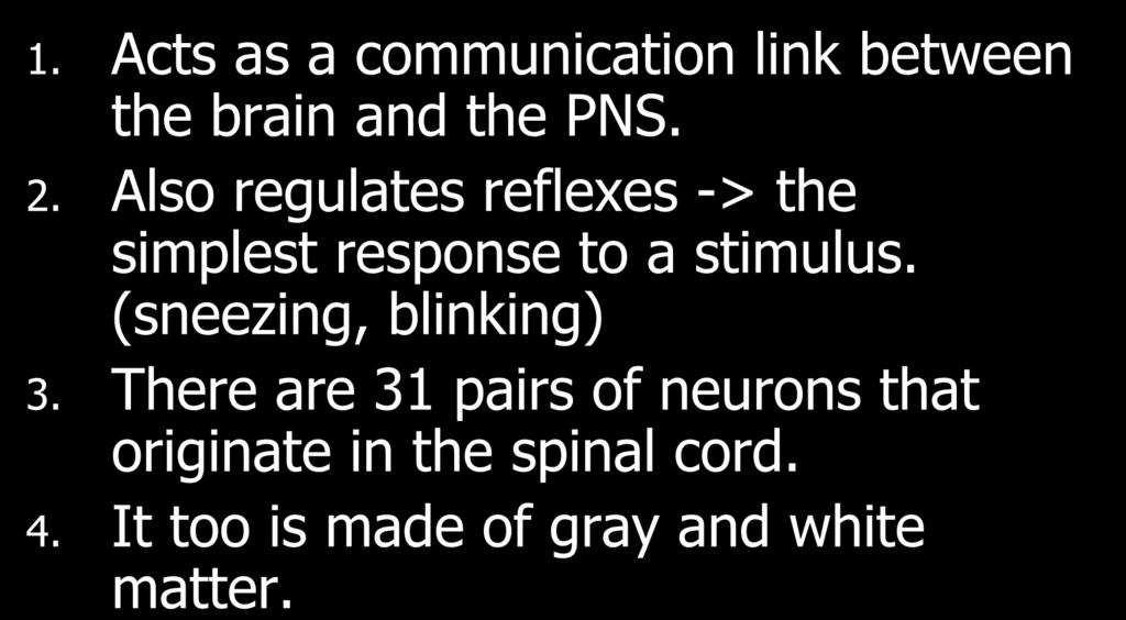 IV. The Spinal Cord 1. Acts as a communication link between the brain and the PNS. 2.
