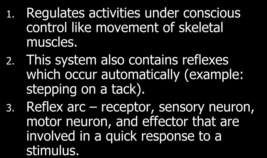 I. The Somatic Nervous System 1. Regulates activities under conscious control like movement of skeletal muscles. 2.