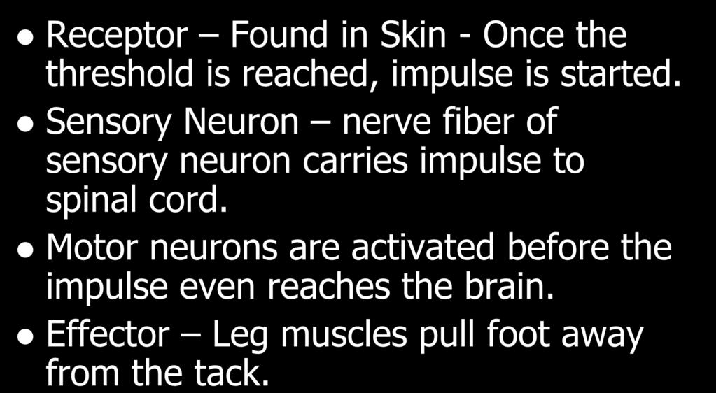 Example : Stepping On A Tack Receptor Found in Skin - Once the threshold is reached, impulse is started.