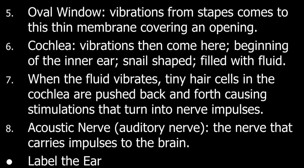 5. Oval Window: vibrations from stapes comes to this thin membrane covering an opening. 6. Cochlea: vibrations then come here; beginning of the inner ear; snail shaped; filled with fluid. 7.