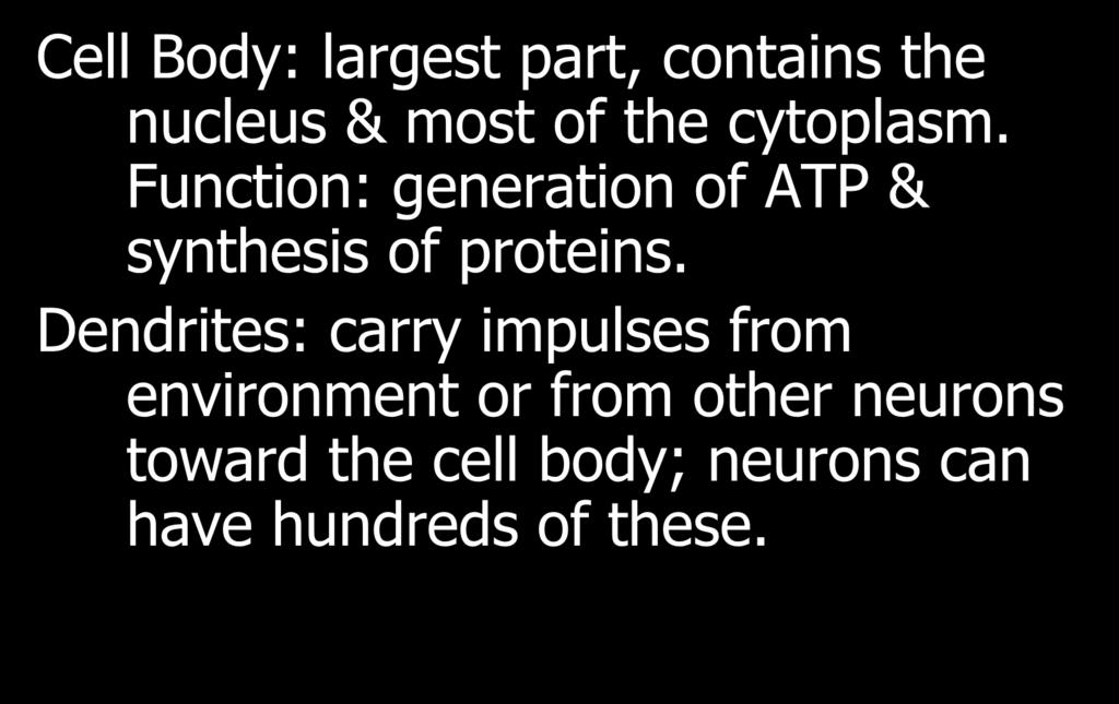 Cell Body: largest part, contains the nucleus & most of the cytoplasm. Function: generation of ATP & synthesis of proteins.