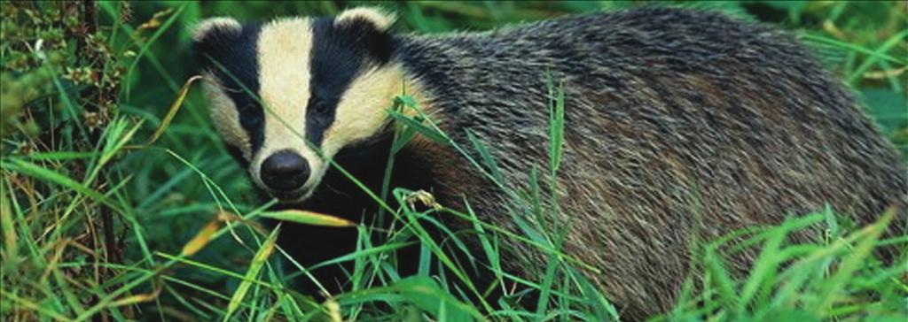 Save the Badger Save the Badger campaigns against culling, trapping, snaring, baiting or any other form of persecution of badgers.