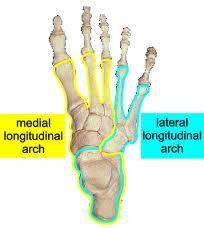 Lateral longitudinal arch Calcaneous, cuboid, 4 th and 5 th