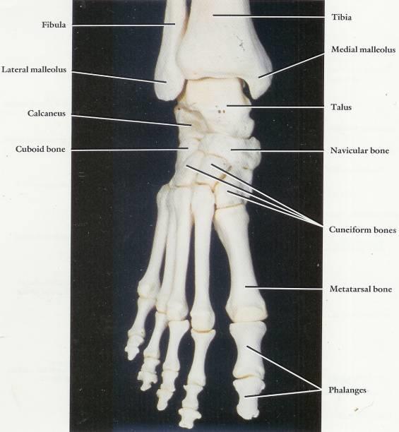 Anterior aspect of the right ankle skeleton and superior aspect of