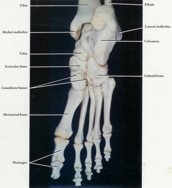 Posterior aspect of the right ankle skeleton and superior aspect of