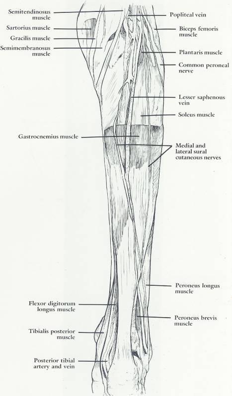 (gastrocnemius muscle removed)