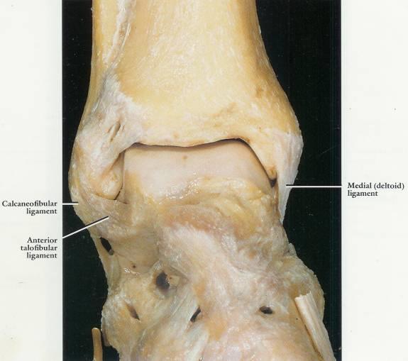 Anterior Ankle Tibiofibular Joint