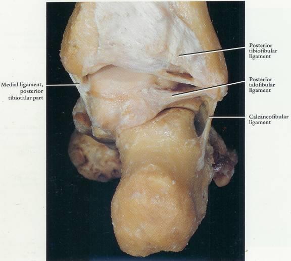 Posterior Ankle Tibiofibular Joint