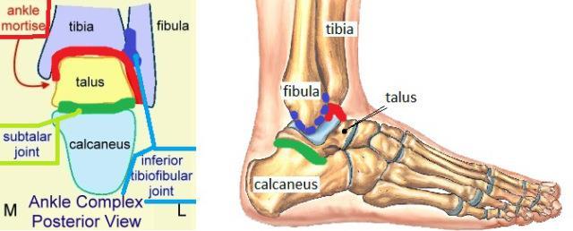 Joints in the Ankle https://andreacollo.