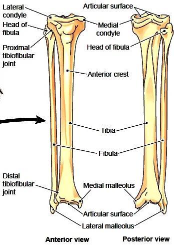 Tibiofibular joint Syndesmotic jt.
