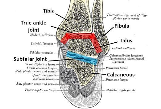 Subtalar & transverse tarsal joint Inversion & eversion Combined movement of 20 to 30 degrees of