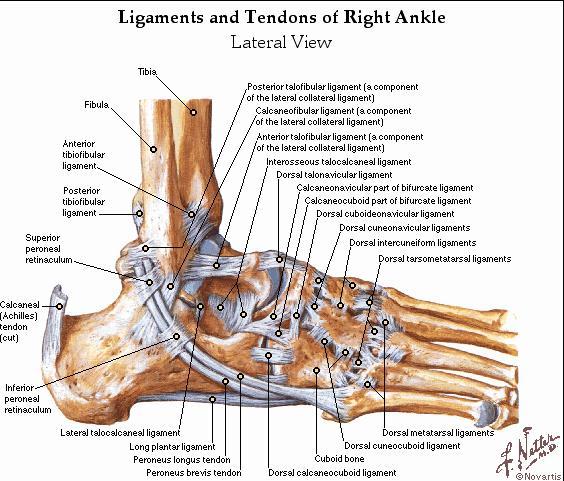 Anatomy-Lateral Ligaments http://www.regenexx.