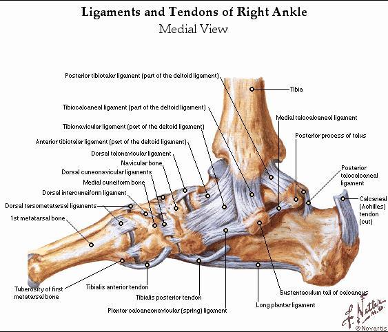 Anatomy-Medial Ligaments https://www.