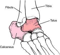 Anatomy of Foot/Ankle Talus is wider anteriorly Medial malleolus only comes down over 1/3 of the talus and is more anterior Lateral malleolus
