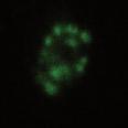 () Time-lpse imges of iosensor-positive CnB T MEFs progressing through mitosis in the sene or presene of trnsgeni ylin B. Brs, 5 mm.